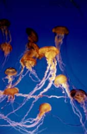 jellyfish